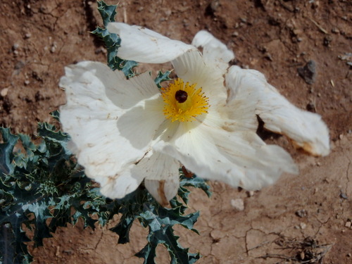 GDMBR: A Thistle Bloom in the wind.